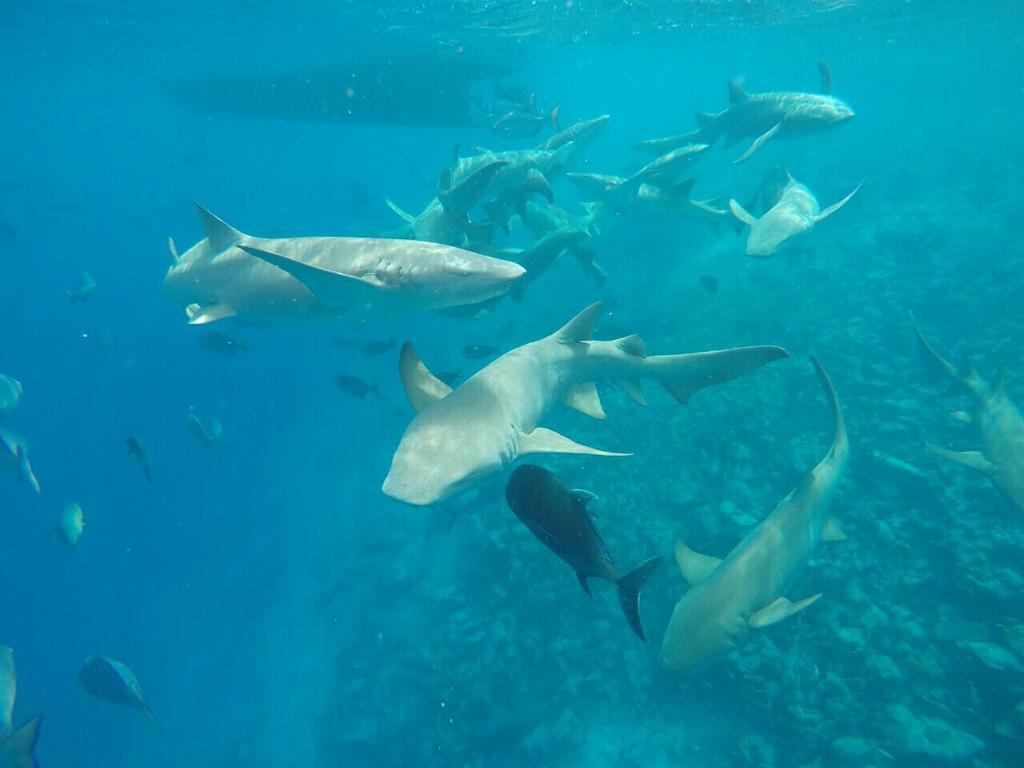 Sancia Lodge Fulidhoo Buitenkant foto