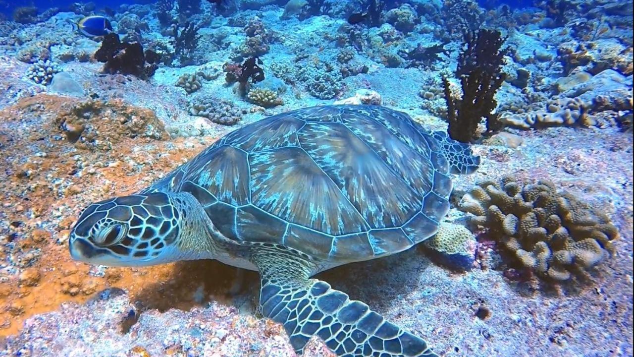 Sancia Lodge Fulidhoo Buitenkant foto
