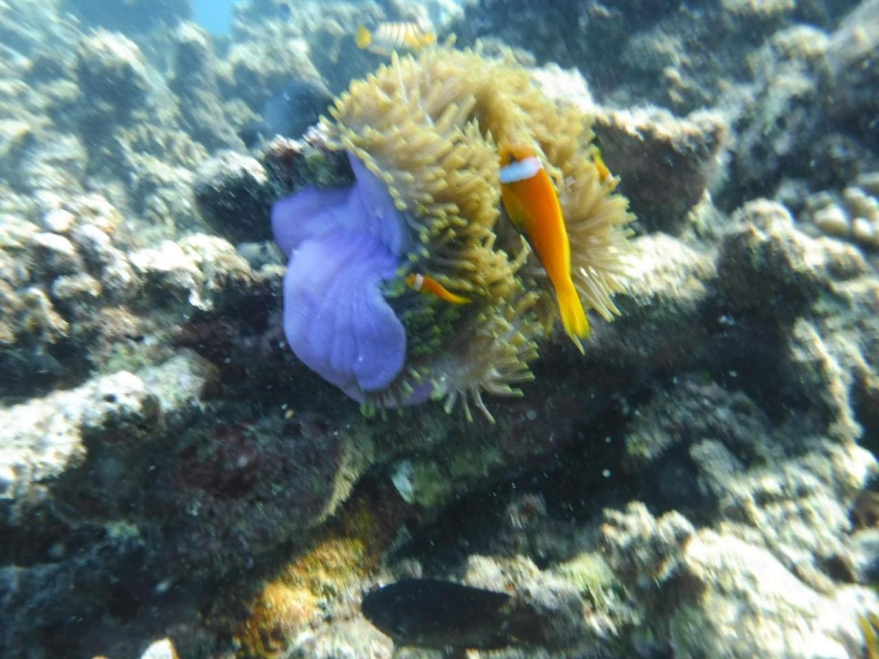 Sancia Lodge Fulidhoo Buitenkant foto