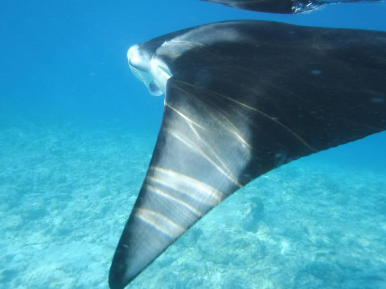 Sancia Lodge Fulidhoo Buitenkant foto